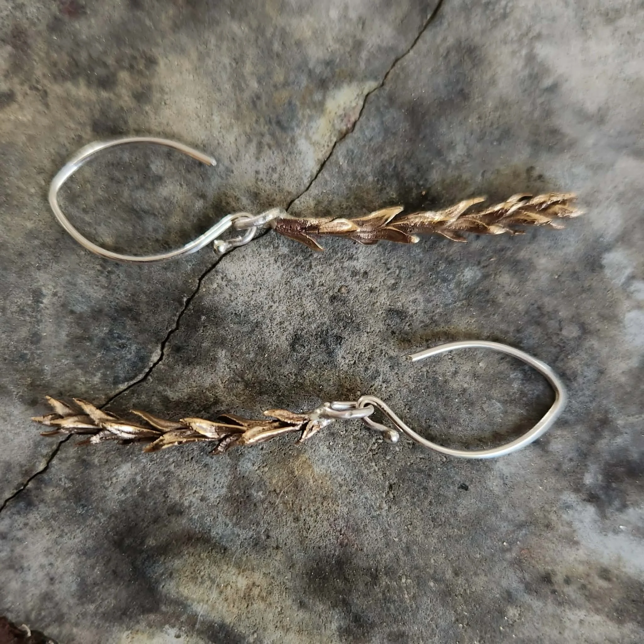 Summit cedar (ahrotaxis x laxifolia)