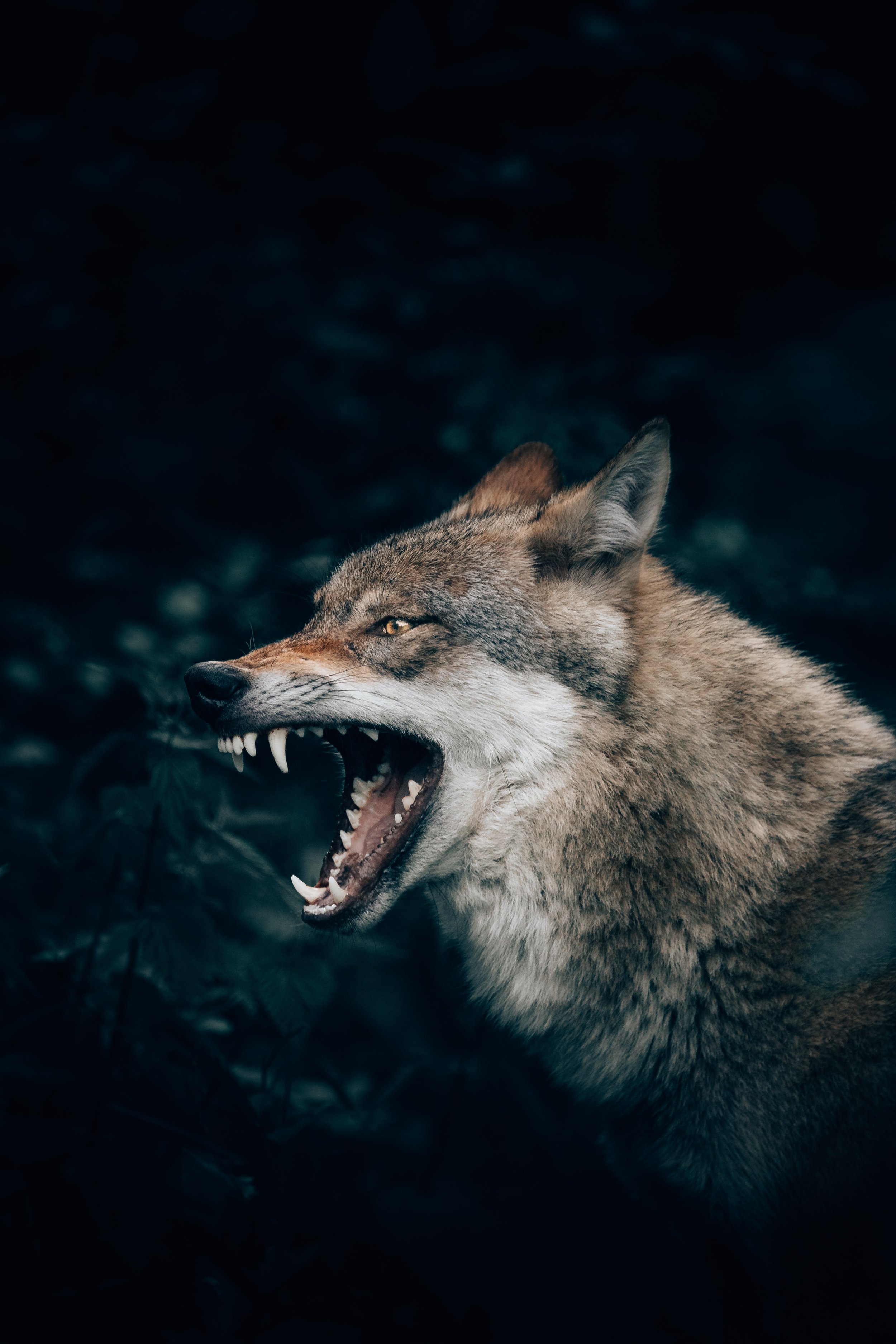 Awakening Your Instincts