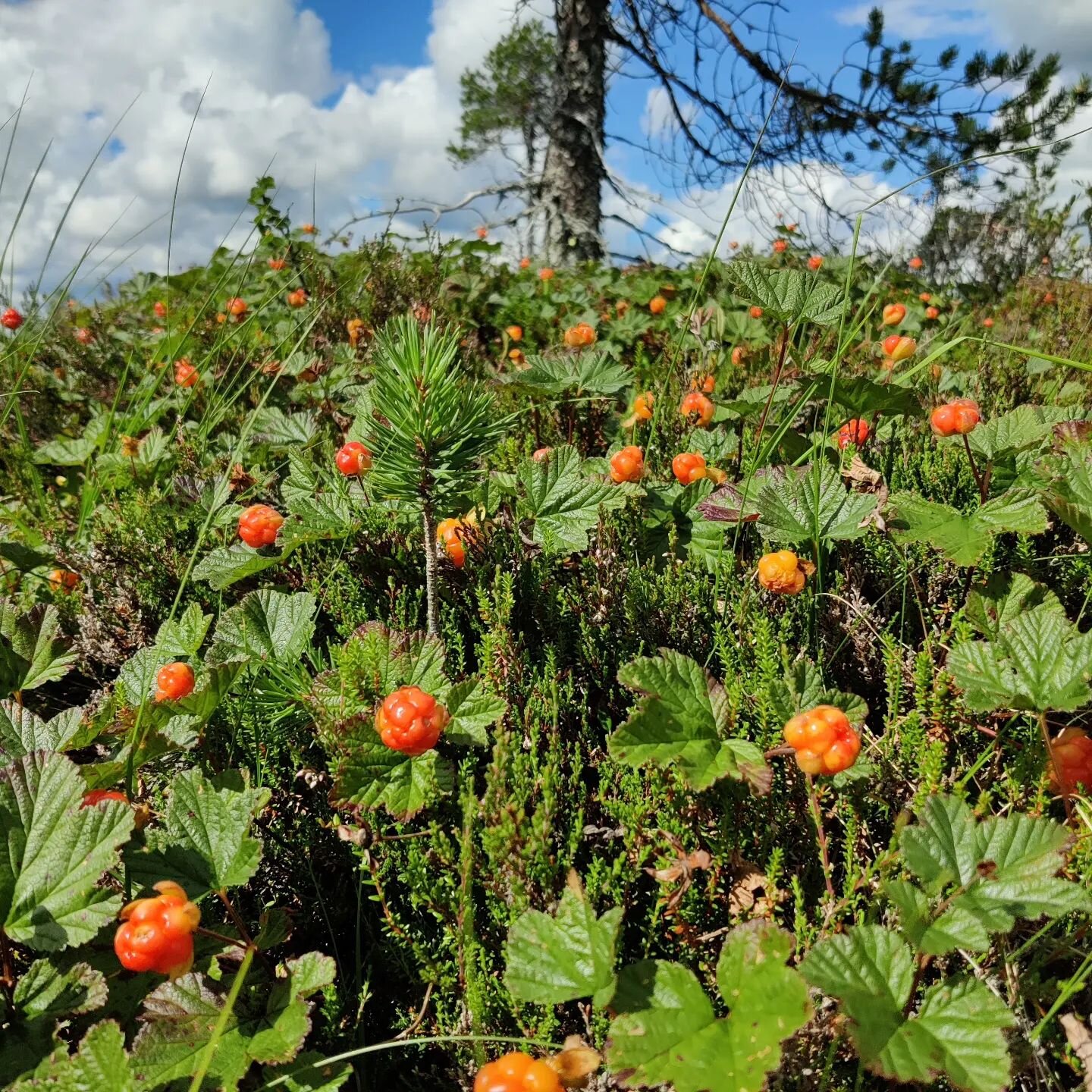 Hillakuumeeseen l&ouml;ytyy l&auml;&auml;kett&auml; Kuusamosta l&auml;hiviikkoina🏃🧎🤸