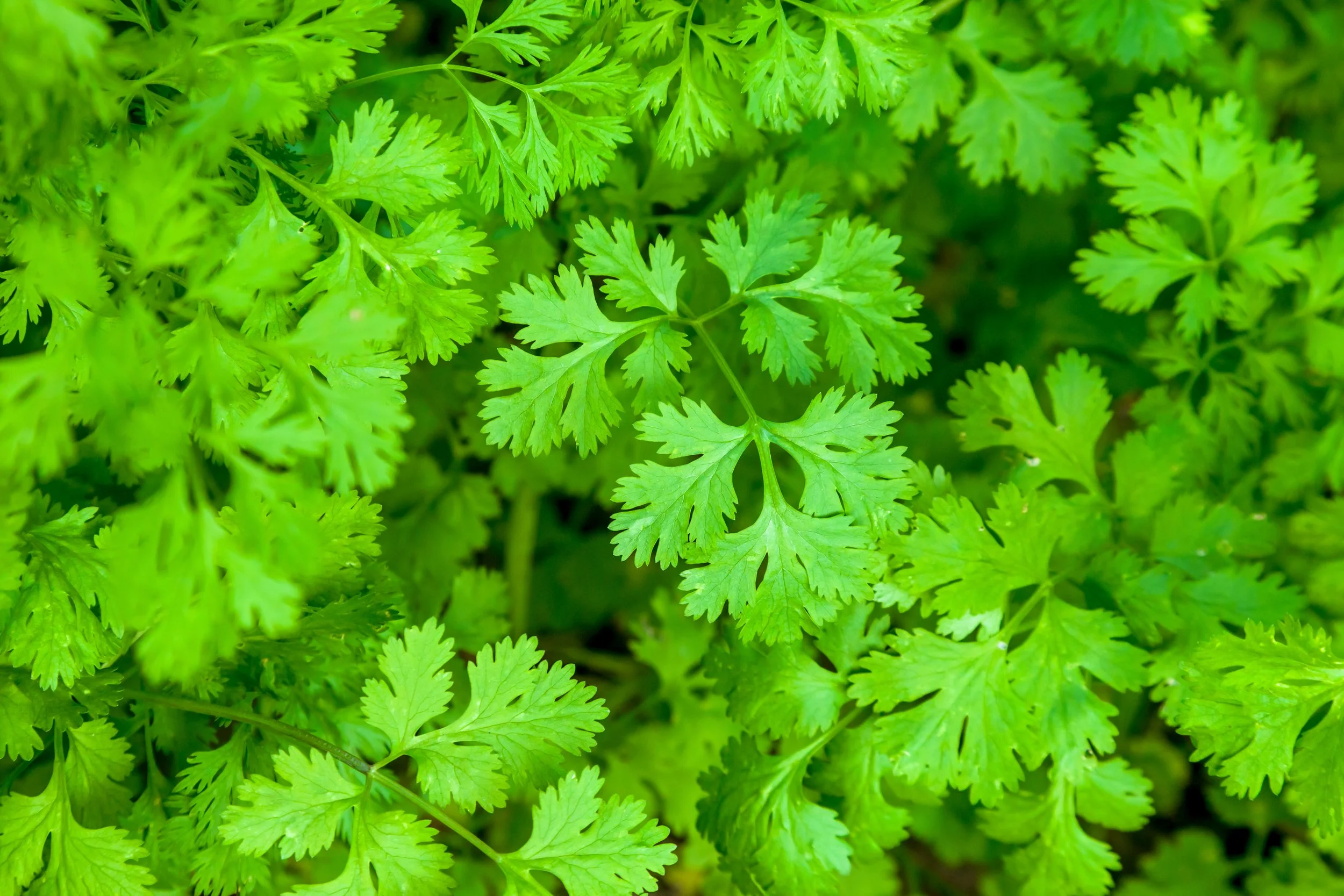 Coriander Thai