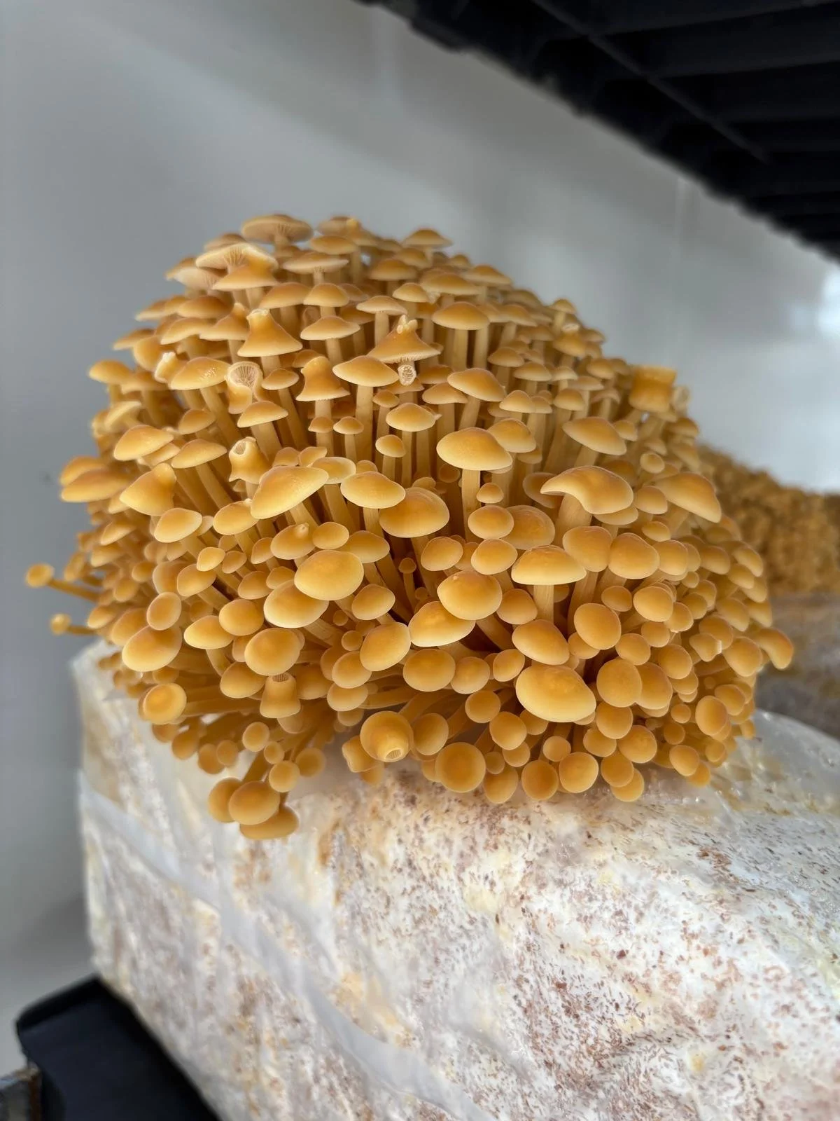 WhatsApp Image 2025-11-20 at 17.43.18.jpeg