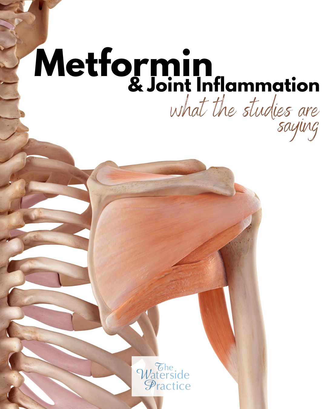 Could Metformin Help Musculoskeletal Inflammation?