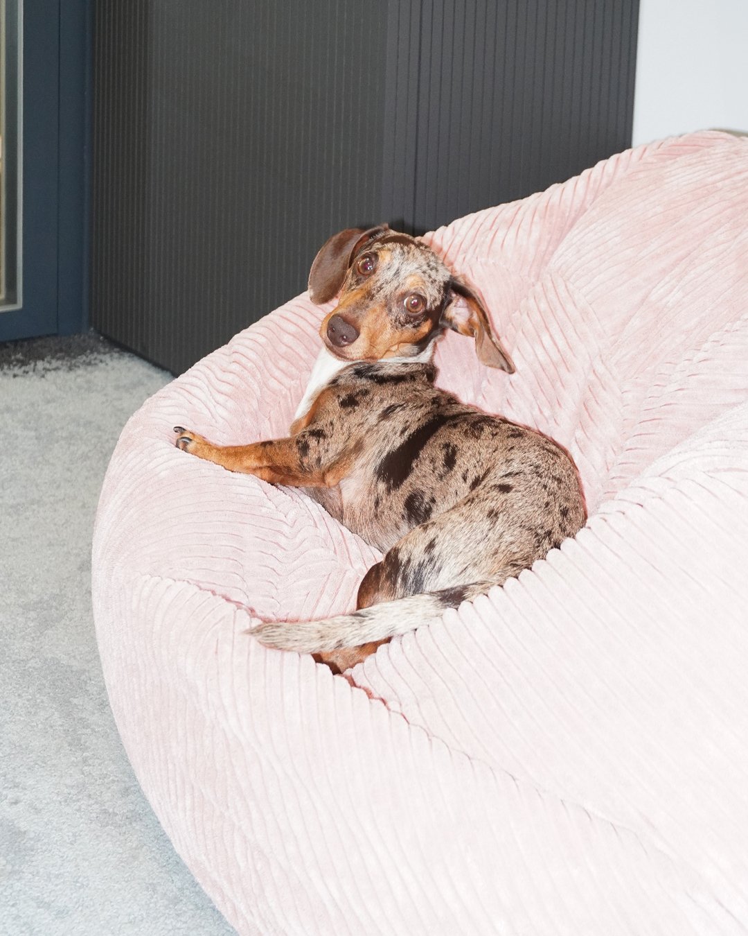 🐾 &Agrave; l'occasion de la journ&eacute;e internationale du chien, c&eacute;l&eacute;br&eacute;e ce lundi 26 ao&ucirc;t, on vous partage un petit carrousel de Pop, notre assistant administratif.
.
.
.
#journeeinternationaleduchien #internationaldog
