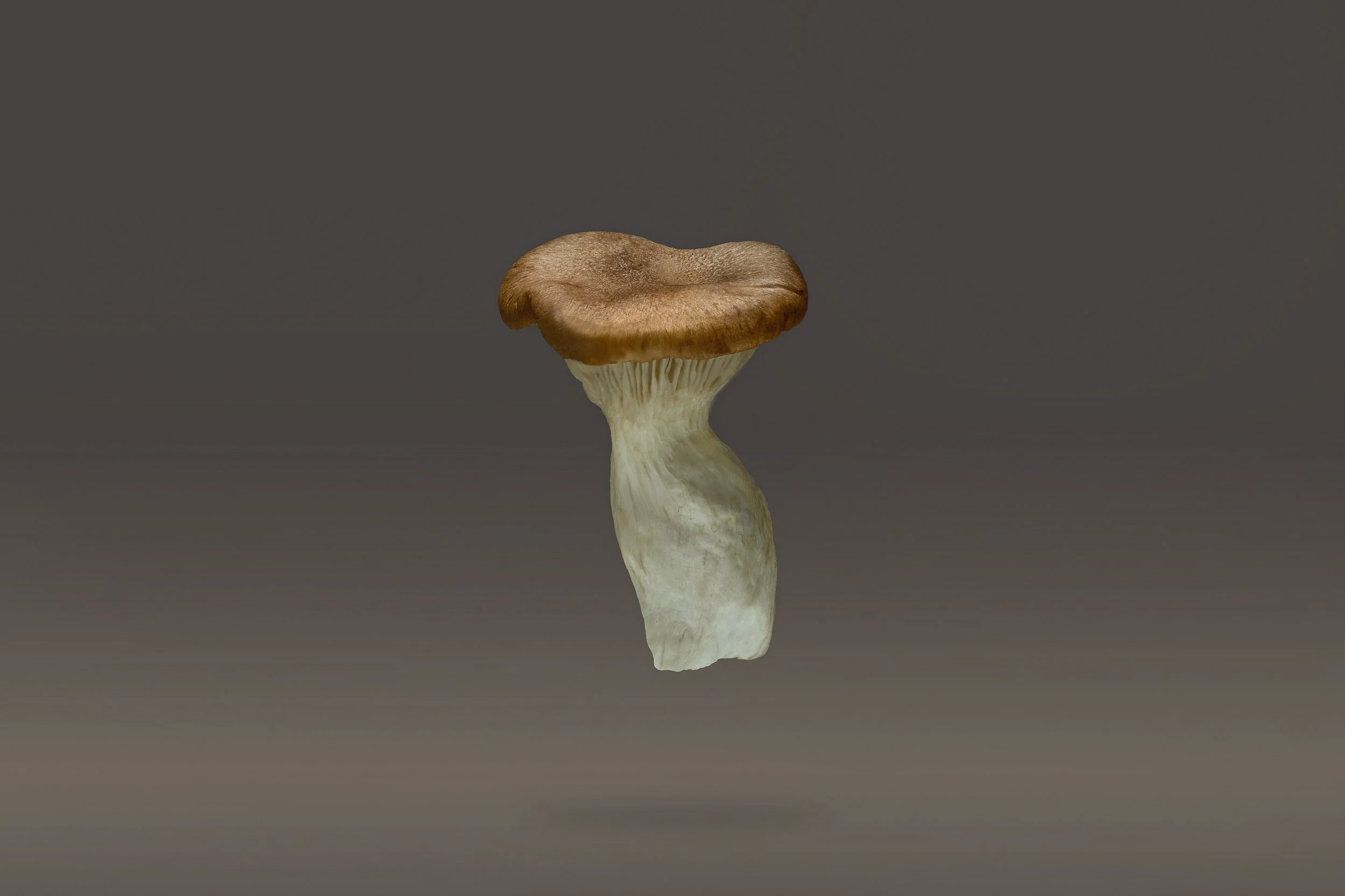 Un fungo con cappello marrone e gambo bianco sospeso in aria, sfondo grigio scuro.