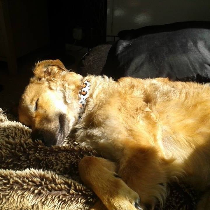Honey’s story