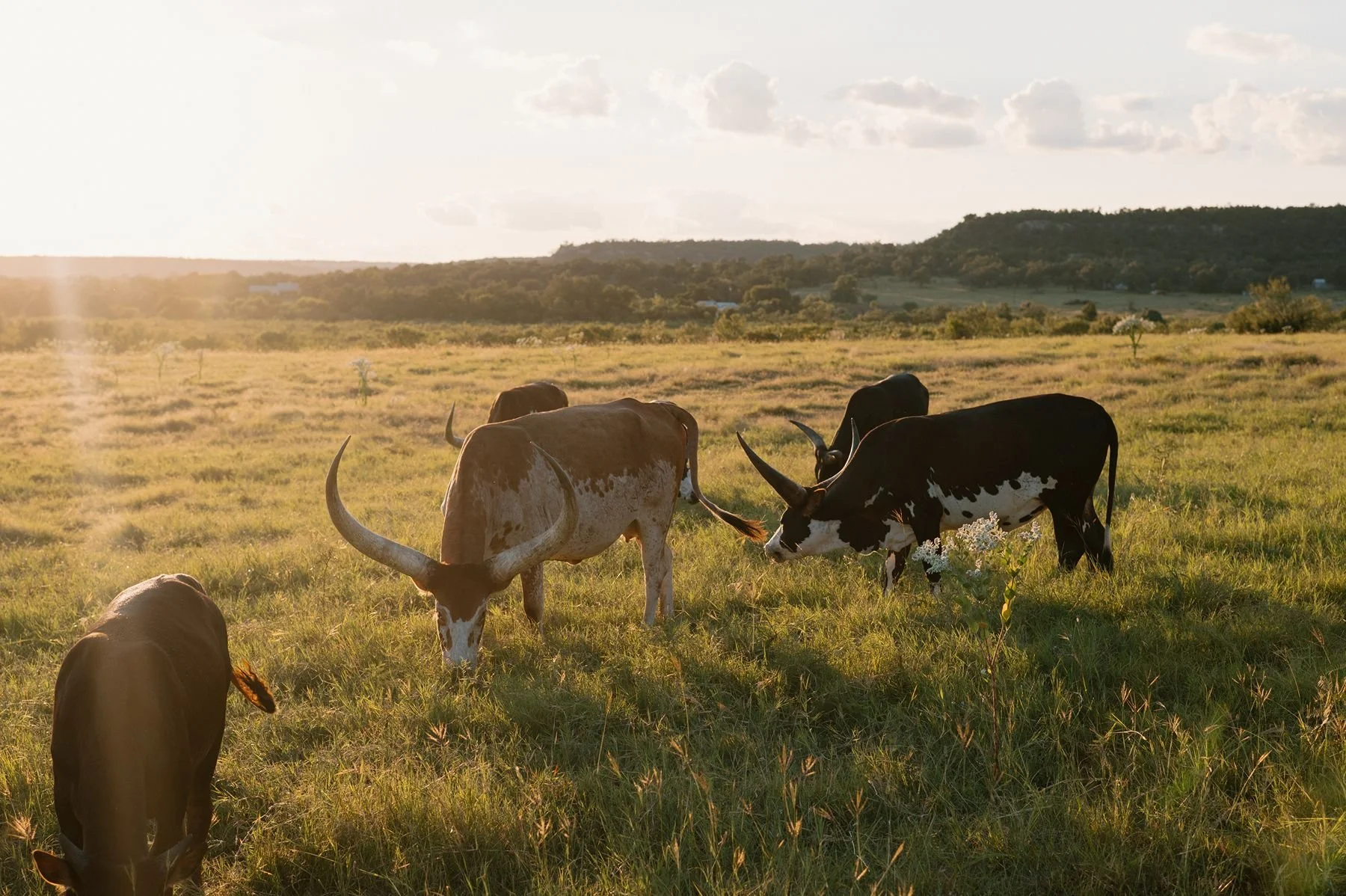 tuscany wedding planners for italy in dallas, houston and austin texas