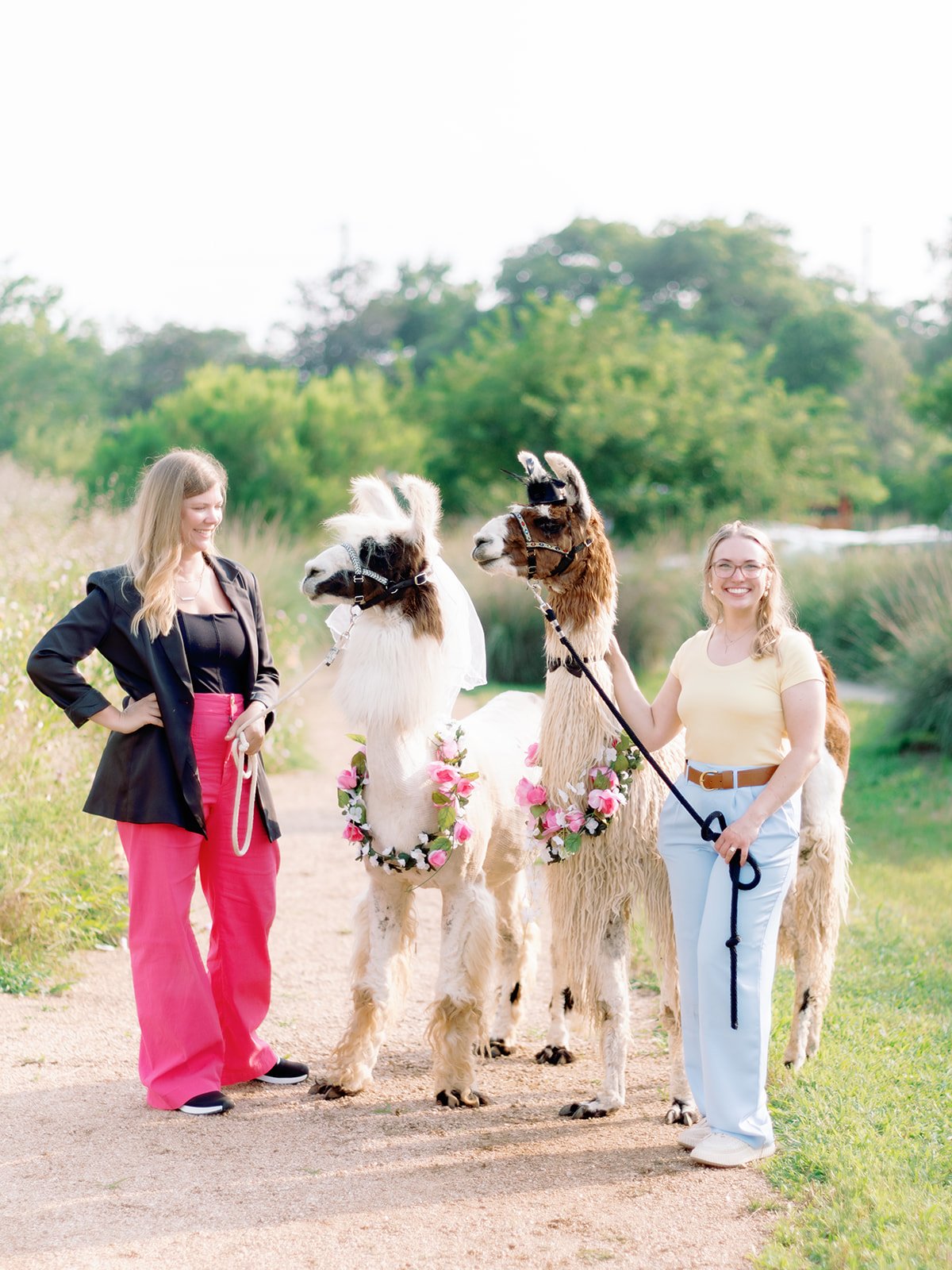 Hill Country wedding planners pose with llamas in Fredericksburg TX