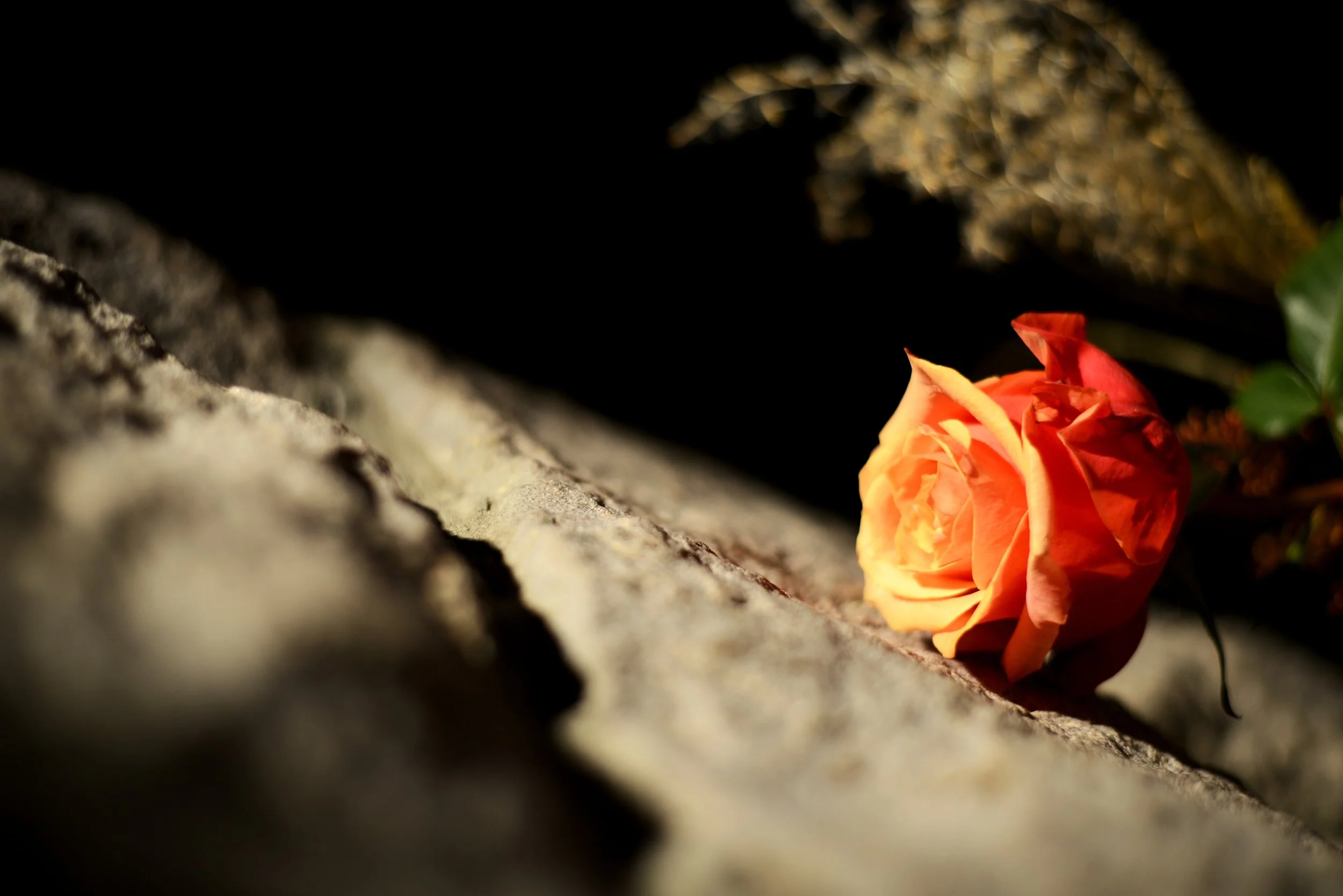DSC_3442.jpg
