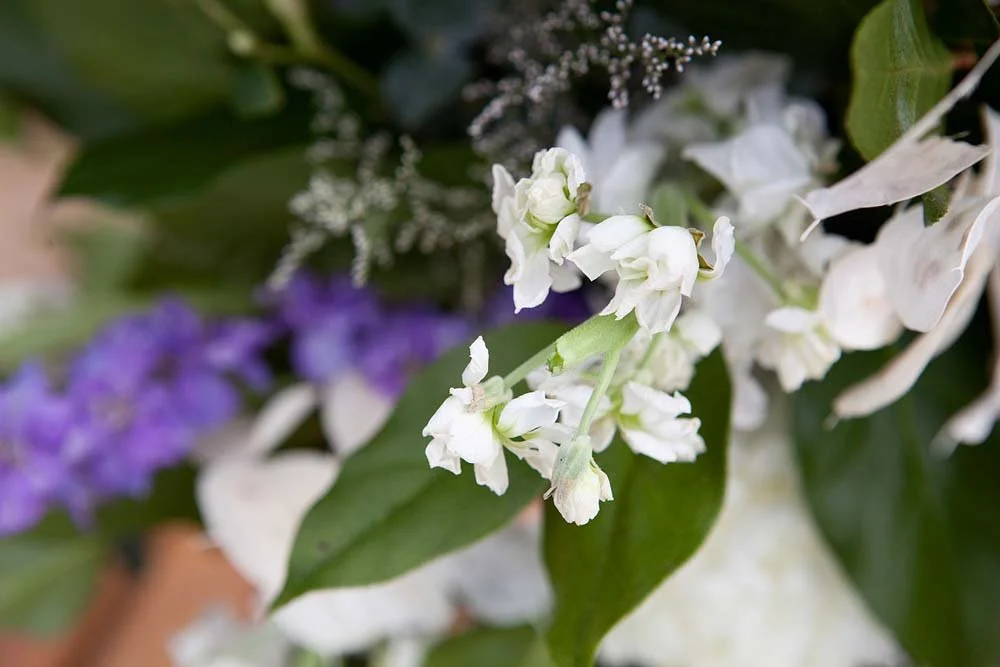 Close-up of white and purple flowers with green leaves.