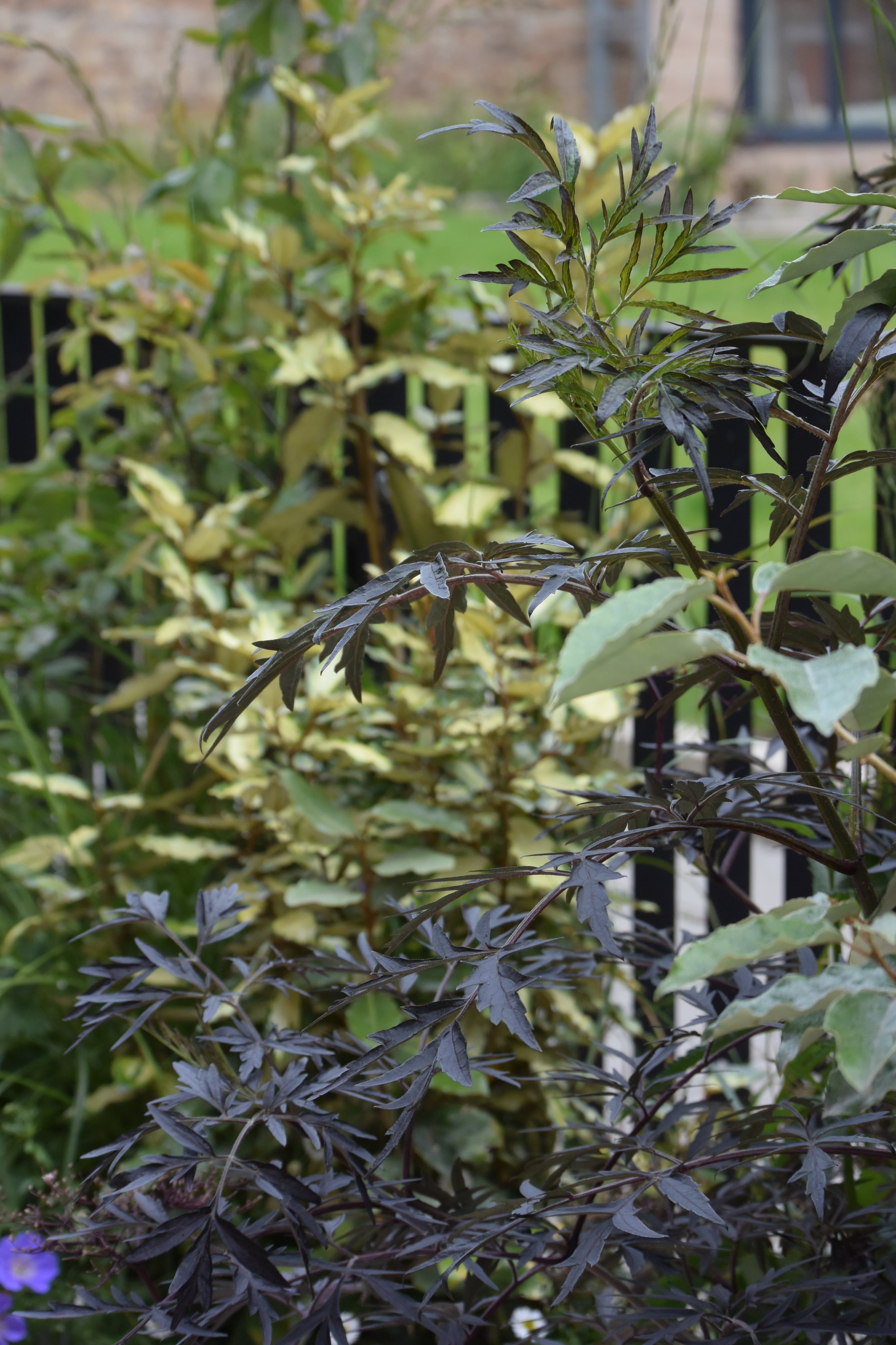 shrubs foliage, container planting