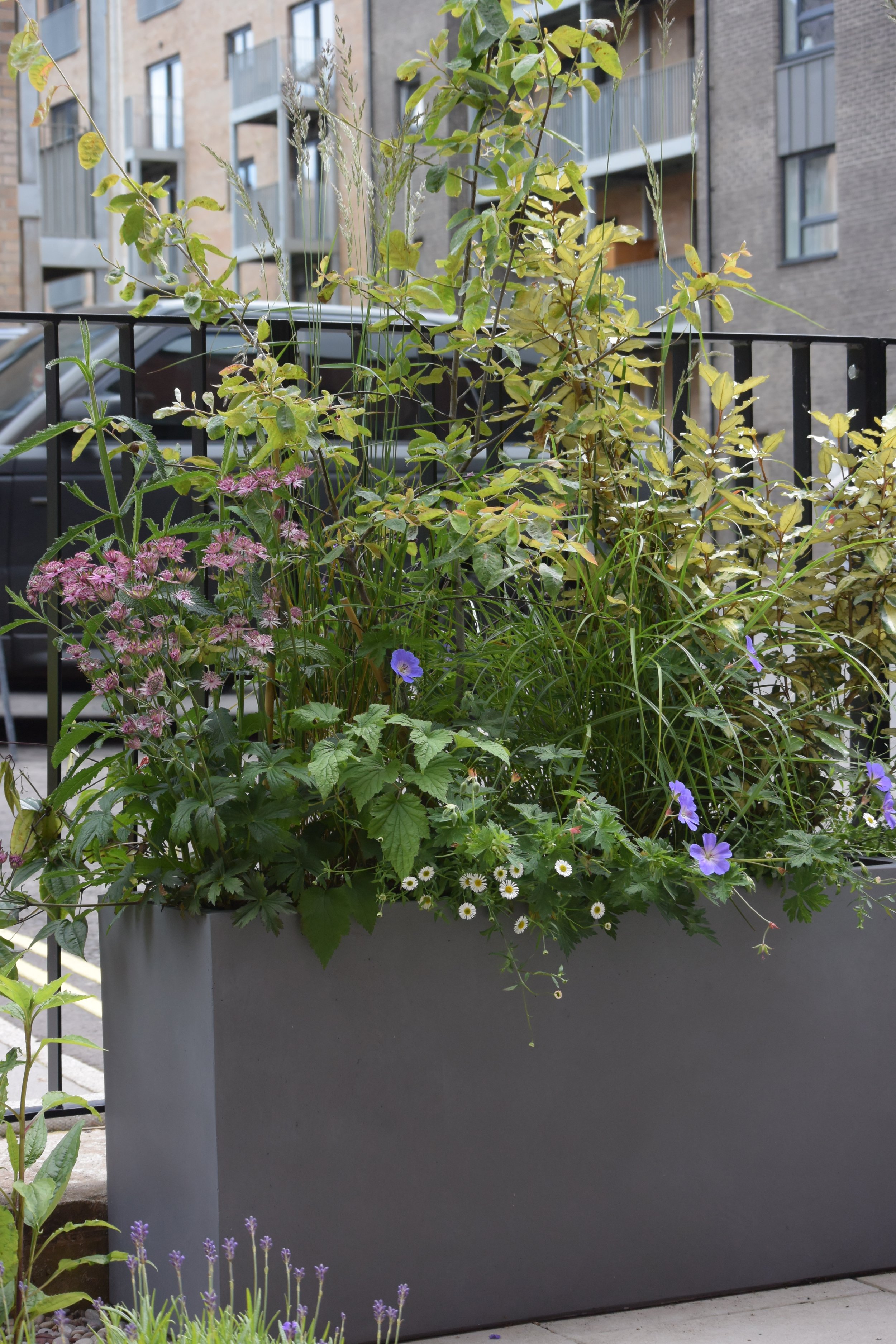 planter, container planting, urban garden