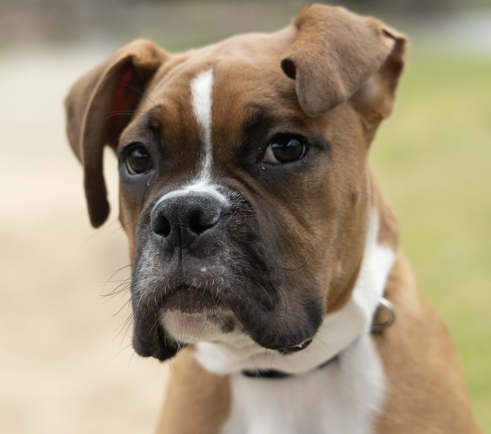 Close-up of a brown and white Boxer dog with a serious expression, featuring a prominent white stripe on its face.