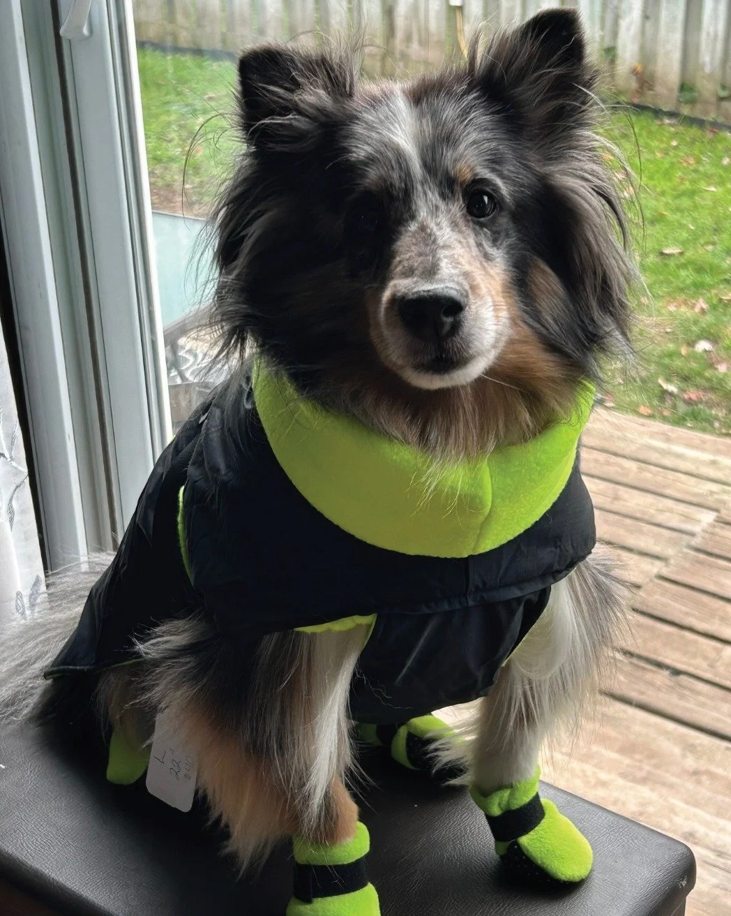 🐾❄️ Keep those paws cozy this winter with Happy Paws Dog Boots &amp; Accessories! 🎄🐶

Started from a love of sewing (and some very loved senior pups 🐕❤️), Happy Paws creates handmade, high-quality gear for your furry friends &mdash; from double f