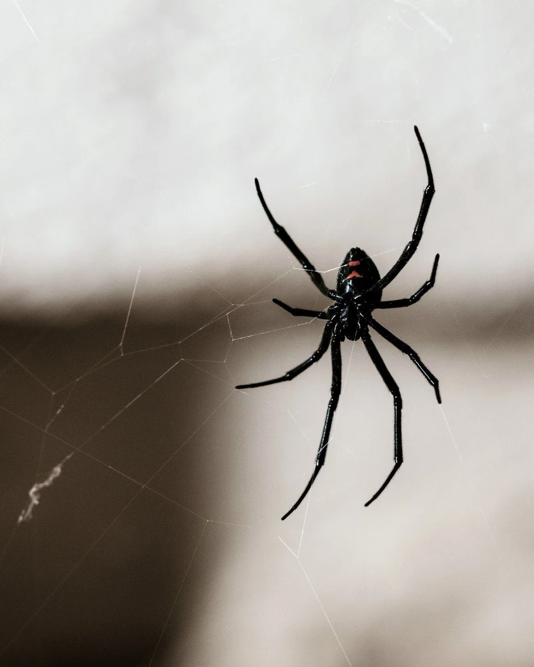 Enjoy the magic of the midnight hour this Halloween!  From spooky thrills to sweet chills, may your night be full of fun, frights, and unforgettable moments. Happy Halloween from all of us! 
-
#happyhalloween #spookyvibes #teamfun #trickortreat #hall