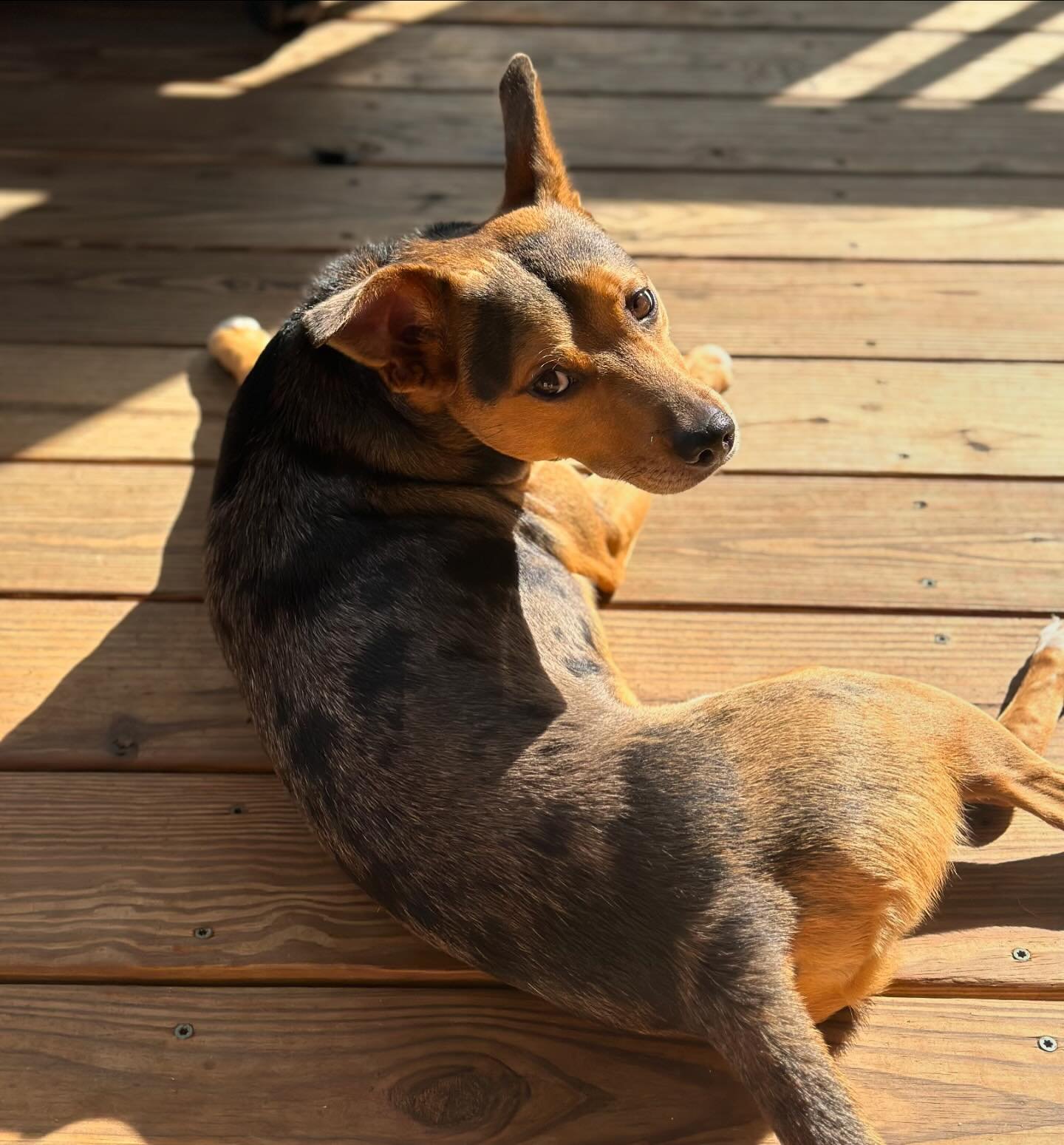 Happy National Dog Day from my shadow Simba! 🥰🐕🐾