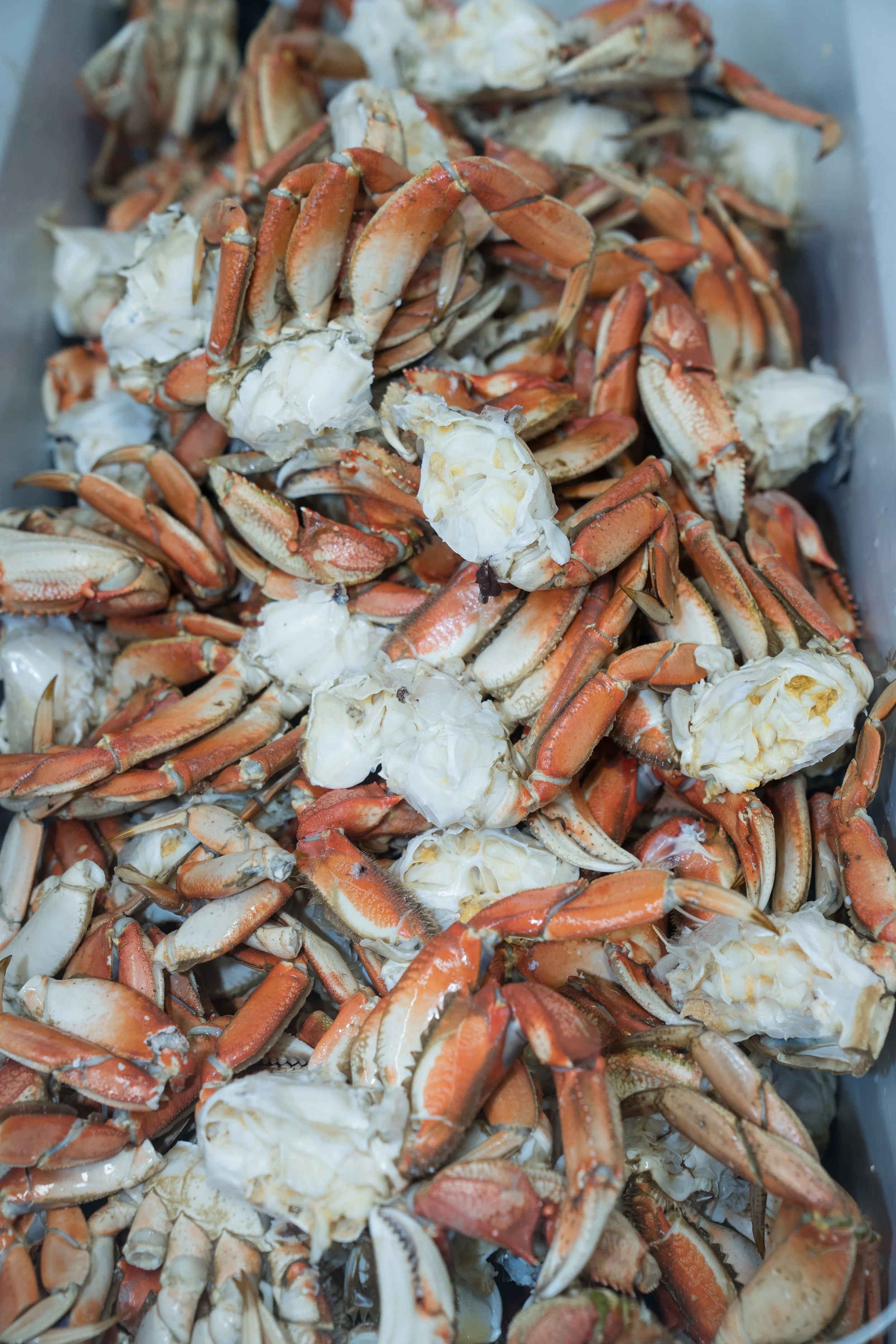 Crab in Bin.jpg