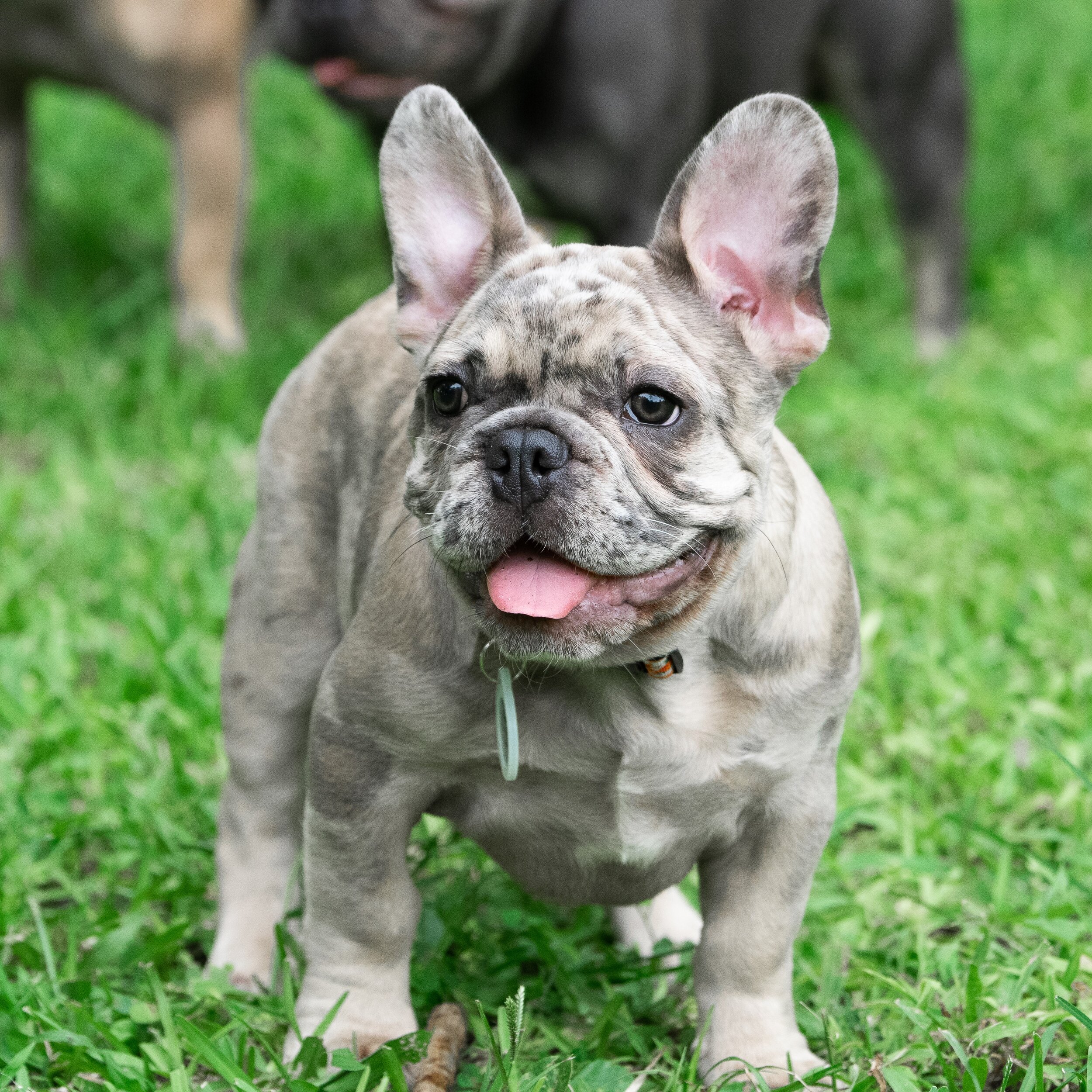 Regal Frenchies by Renelisa - French Bulldog Breeder | Puppies for Sale