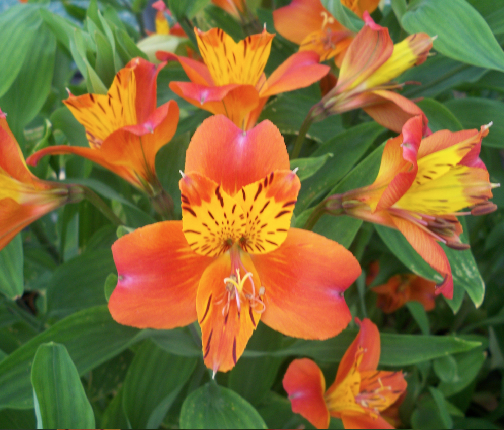 Alstroemaria ‘Orange Glory’ is a good cutting flower