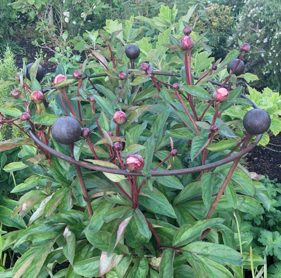 two-ring peony supports