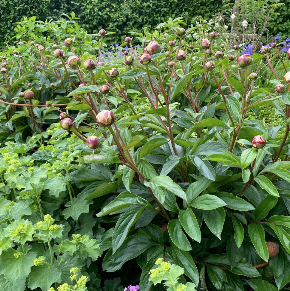 Peony in its 2-ring regular support