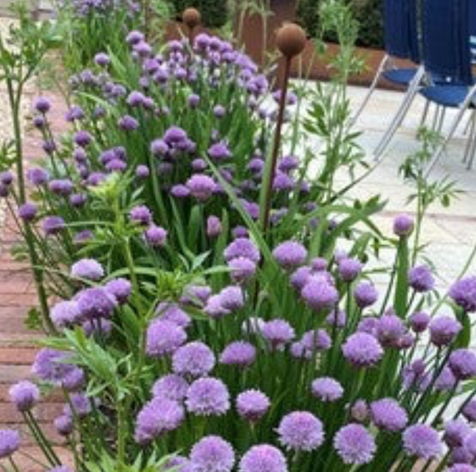 A border of chives and Ammi Majus is kept in control with stakes