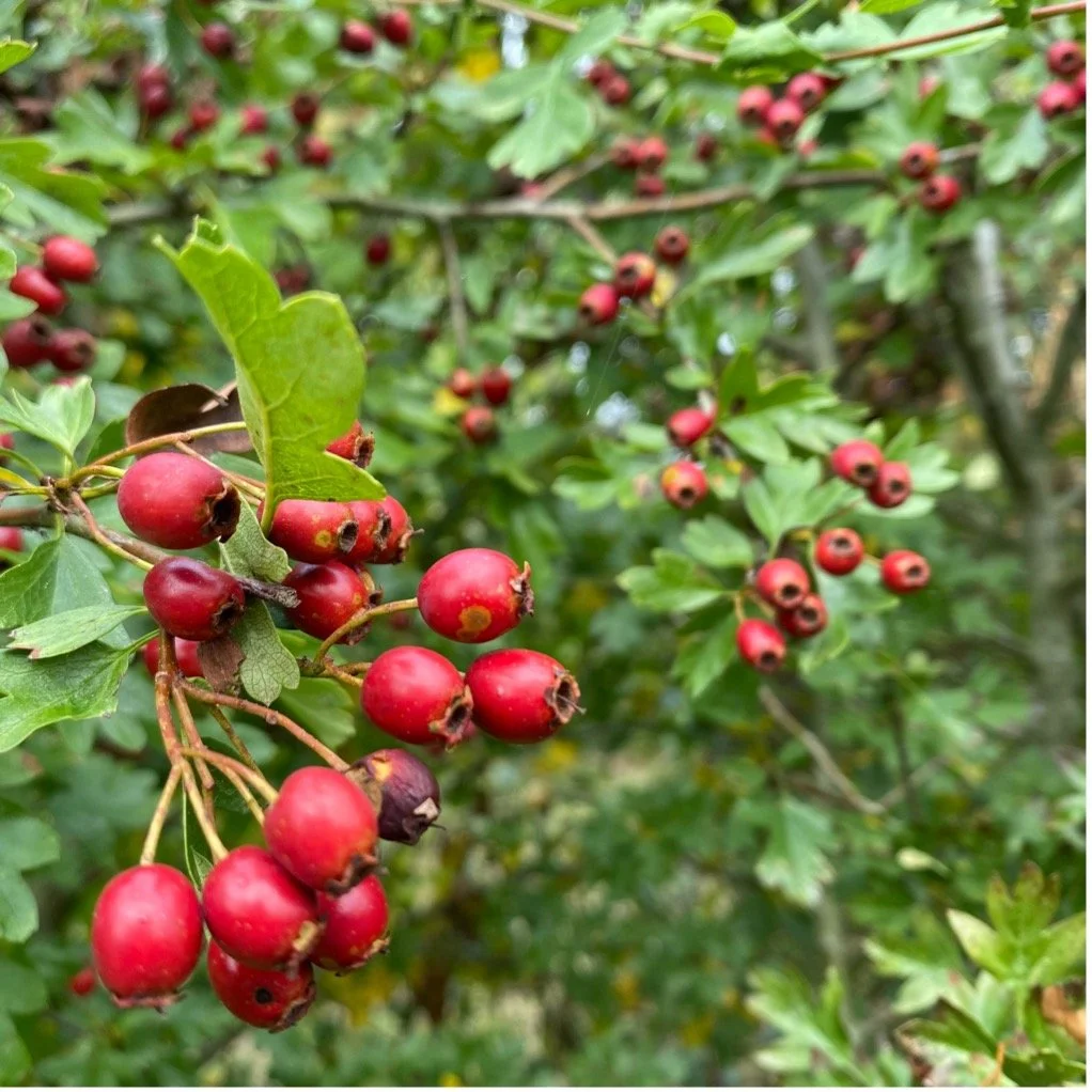 Hawthorn berries brighten up an autumn hedge