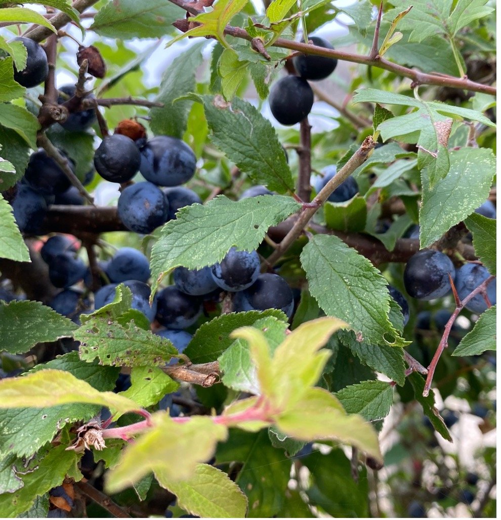 Sloe berries ready for picking