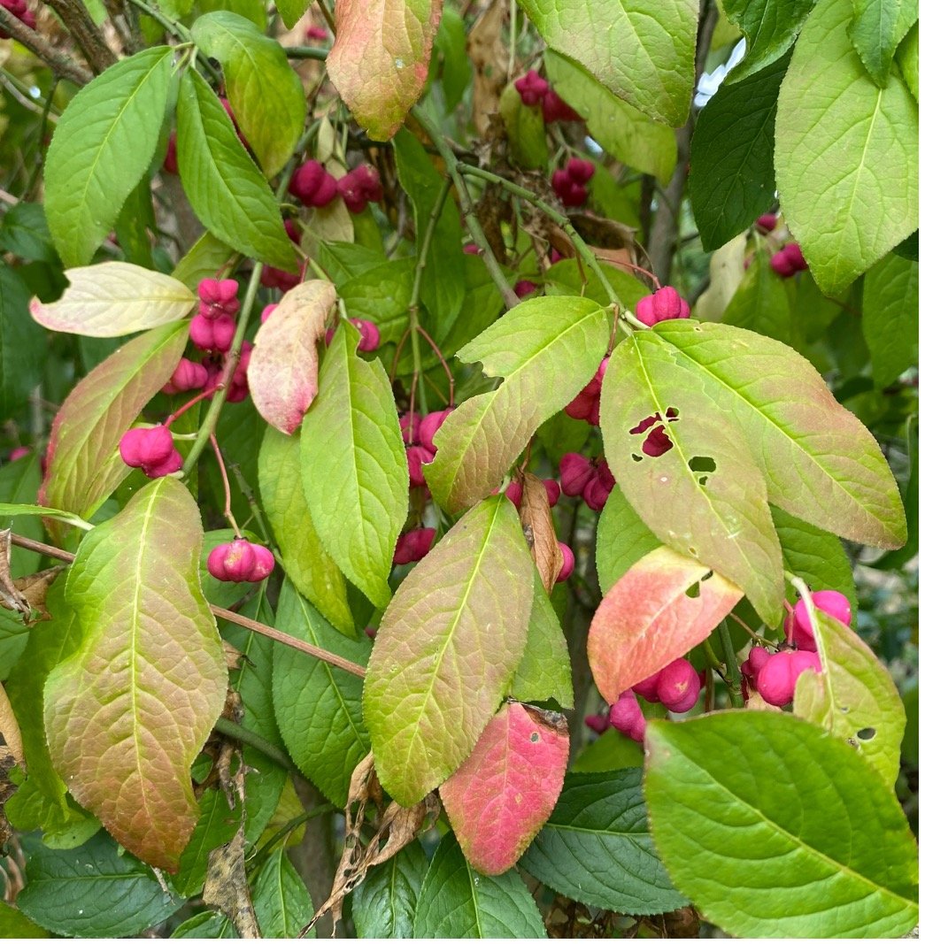 Euonymous produces stunning fruits