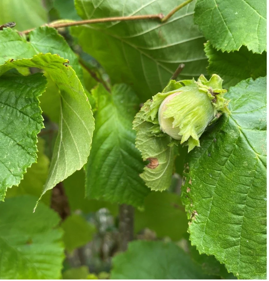 A hazel nut on a Corylus