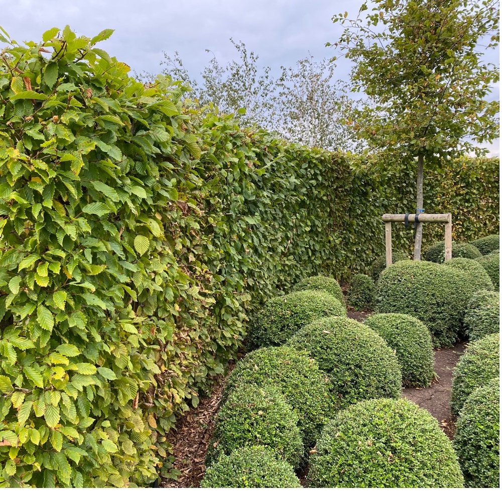 A pre-grown hornbeam hedge is in its second year
