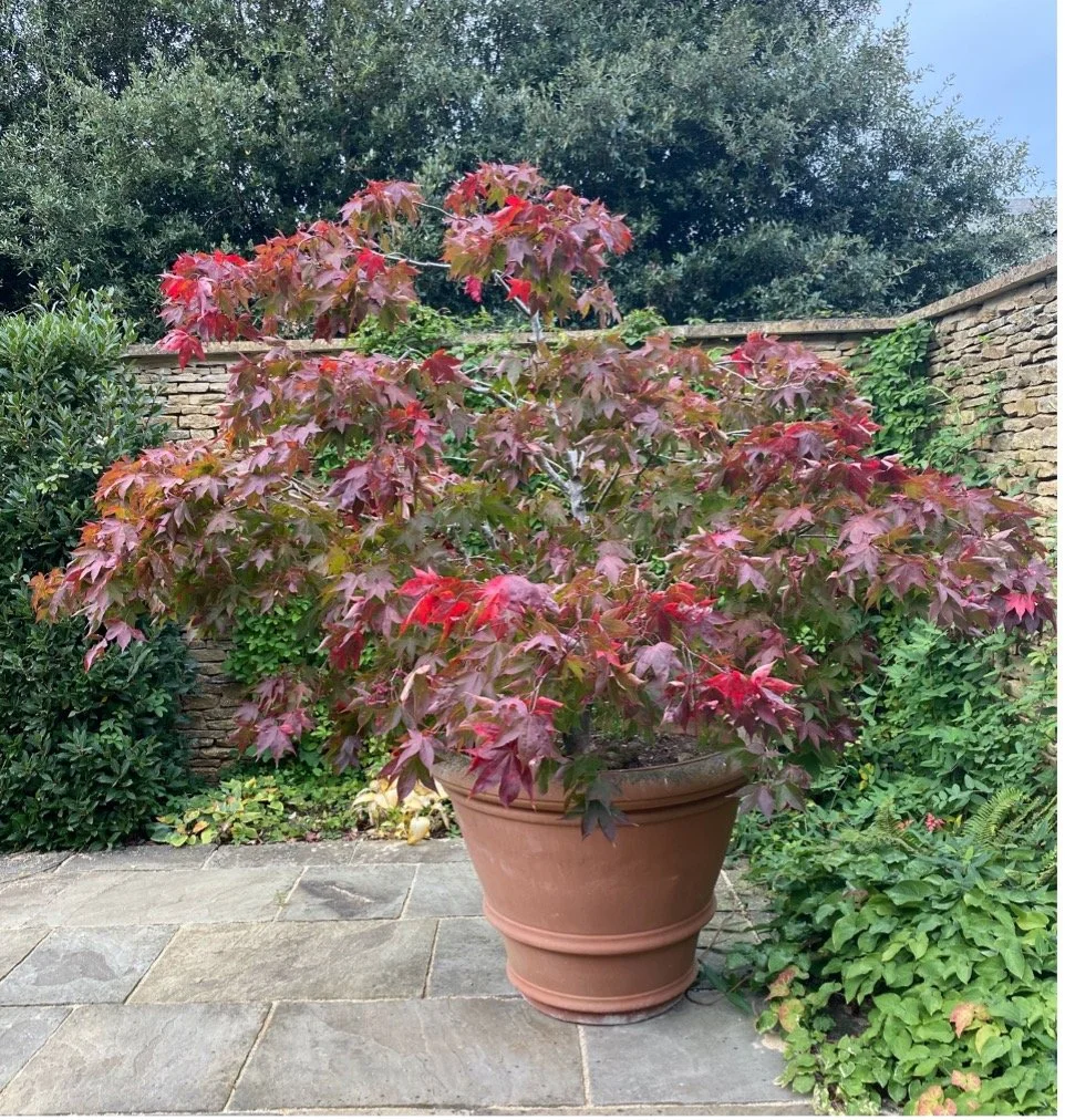 …. in a large pot on the patio.