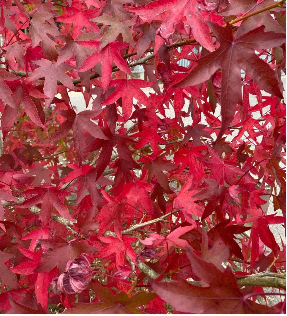The fiery red leaves of Liquidamber styraciflua