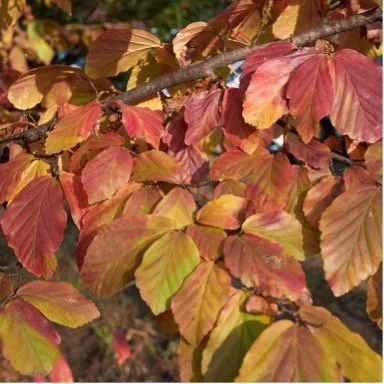 Parrotia persica ‘Vanessa’