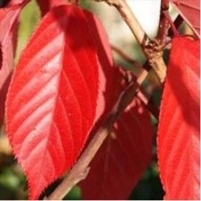 The rich wine-red leaves of Prunus ‘Royal Burgundy’
