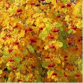 Red bunches of berries on the mountain ash