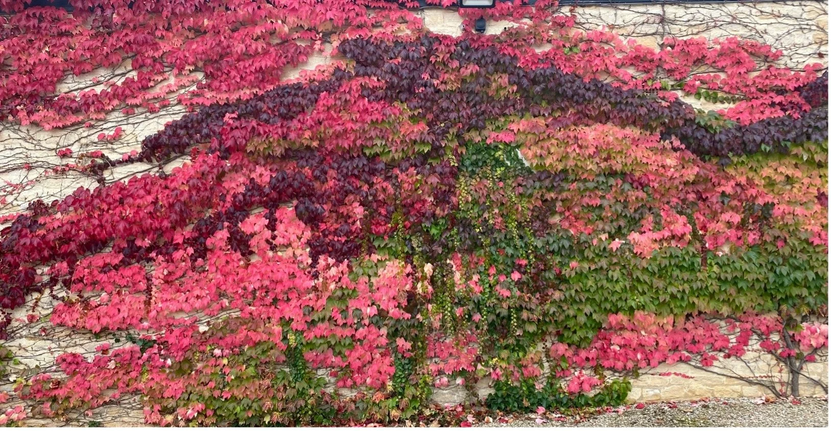 Virginia Creeper at Calcot Manor