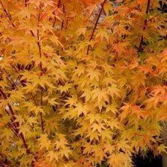 Acer palmatum ‘Sango-kaku’