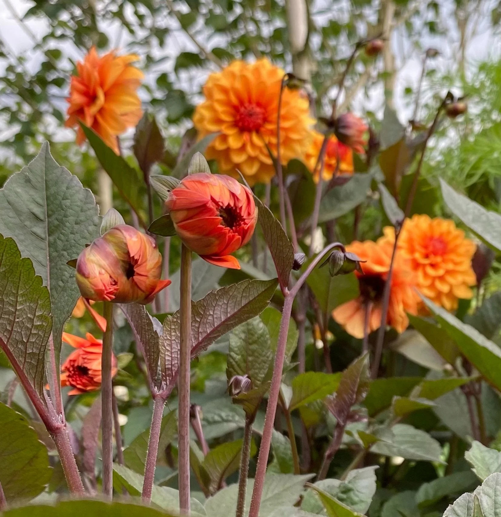 Dahlia “David Howard’