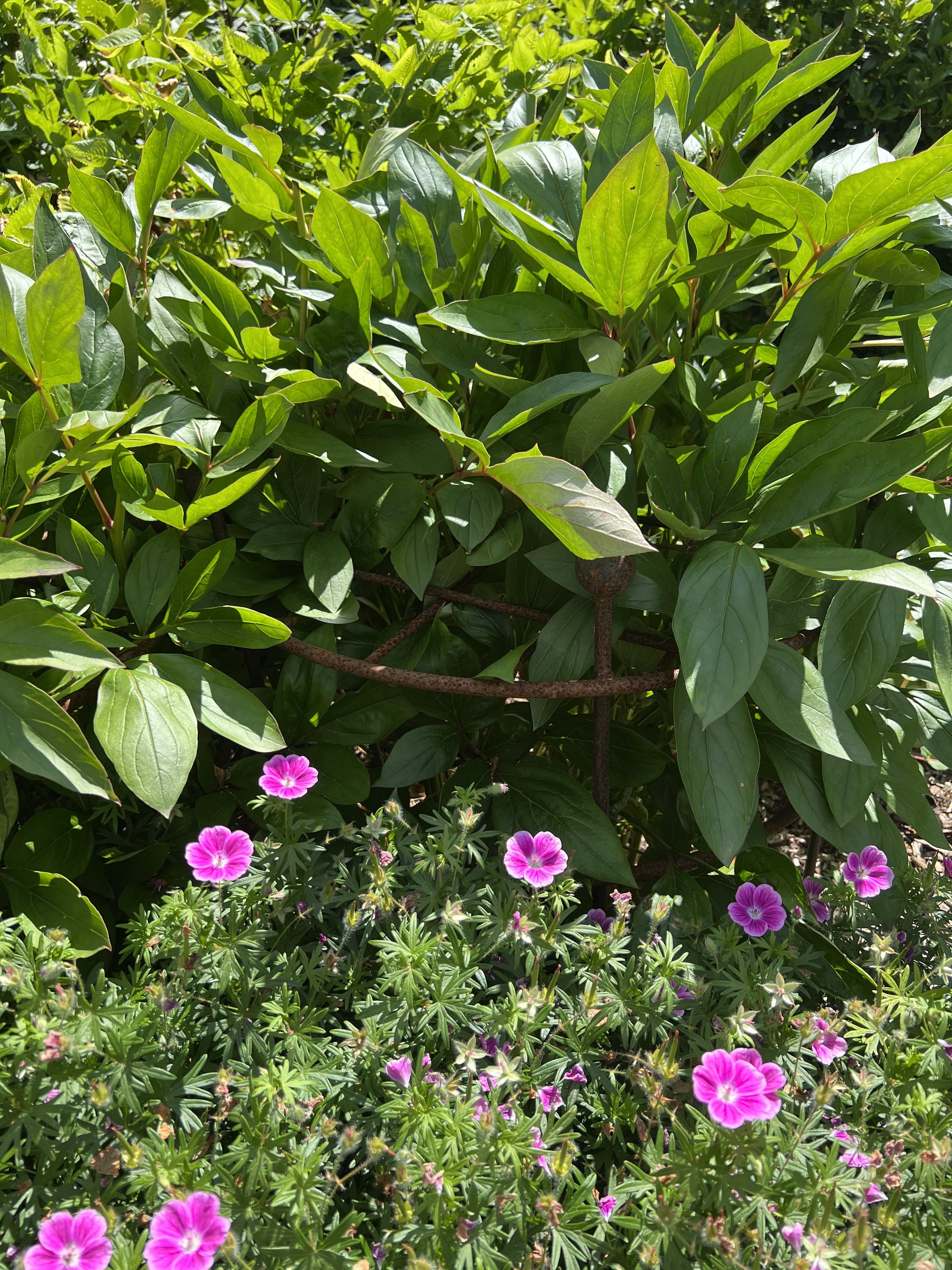 A one-ring grid supports mature peony plants