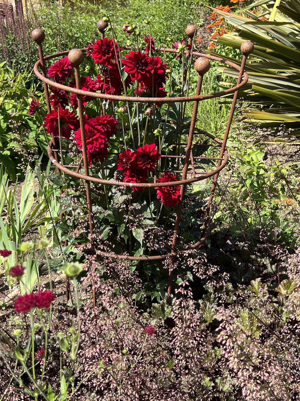 A three-ring support is perfect for a large dahlia