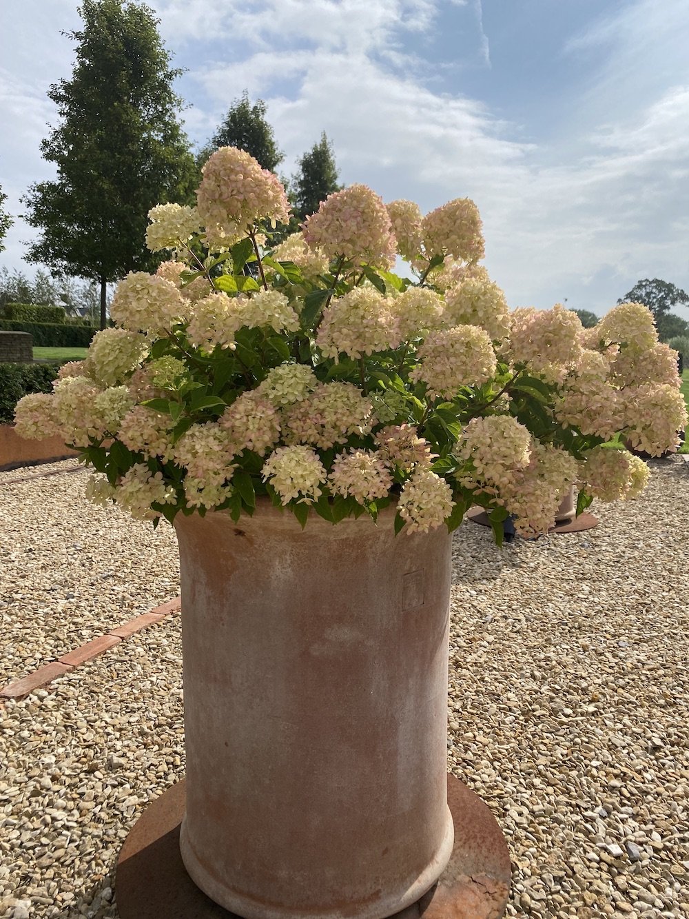 Hydrangea 'Little Lime' in a terracotta pot underplanted with narcissus 'Cotinga'