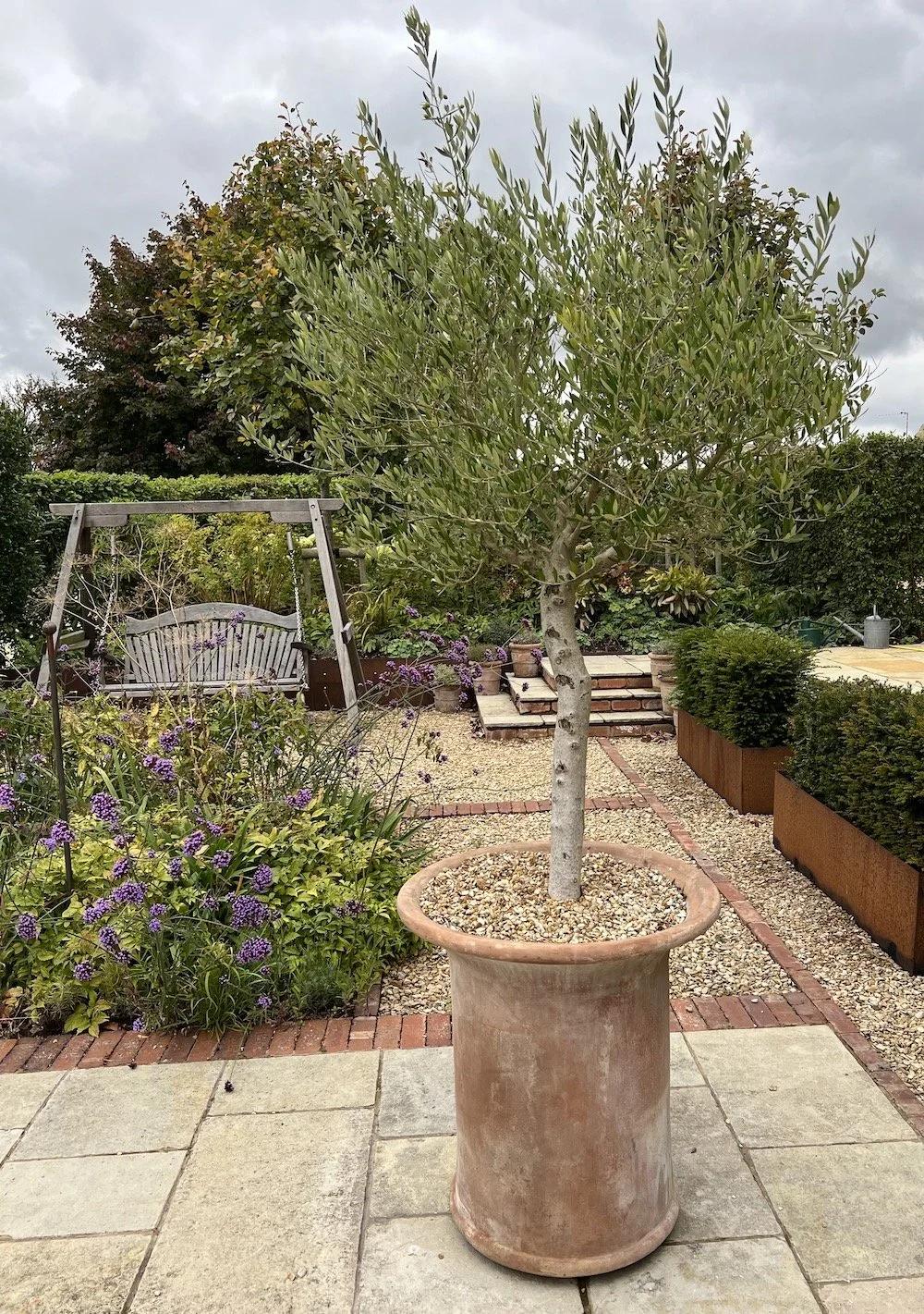 Olive tree in a container