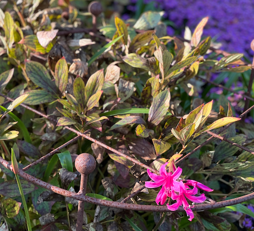 Paeonia lactiflora ’Sarah Bernhardt'
