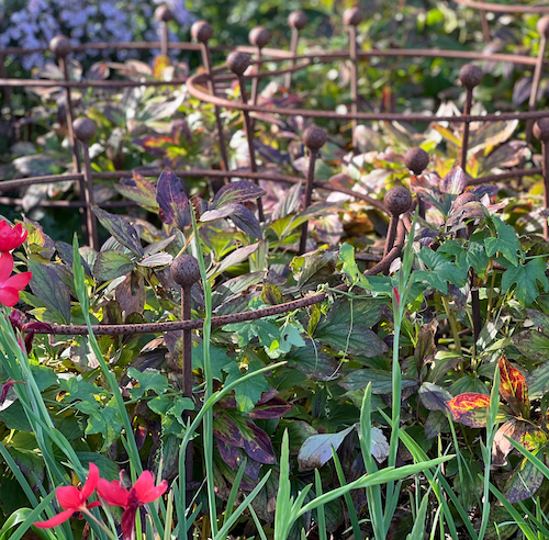 Paeonia lactiflora ‘Emperor of India’