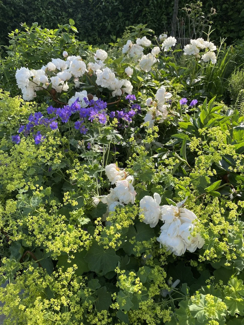 A subtle colour scheme in a spring border