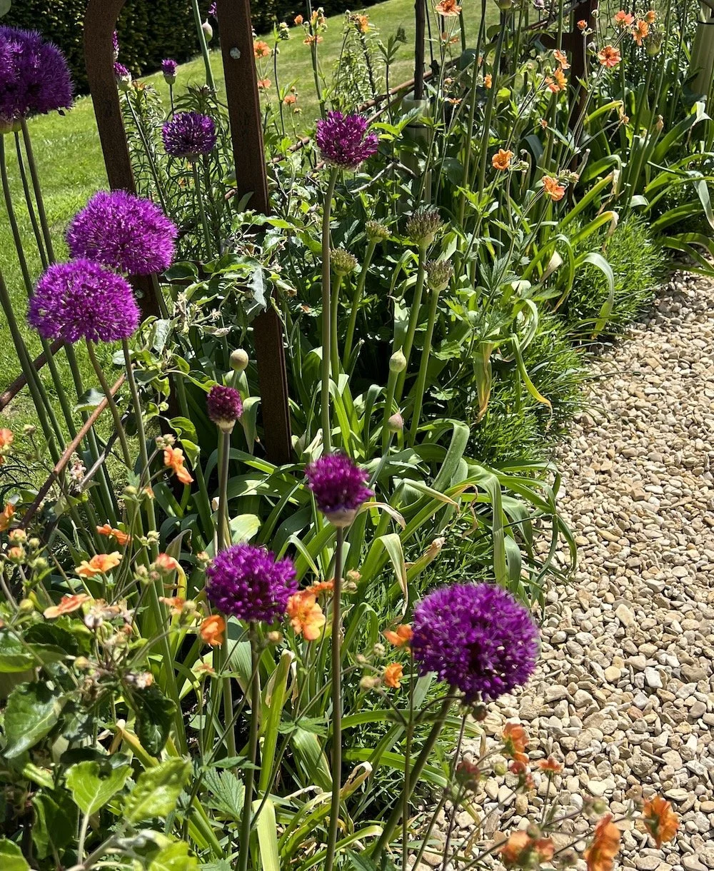Purple and orange provide a hit of colour in the espalier border