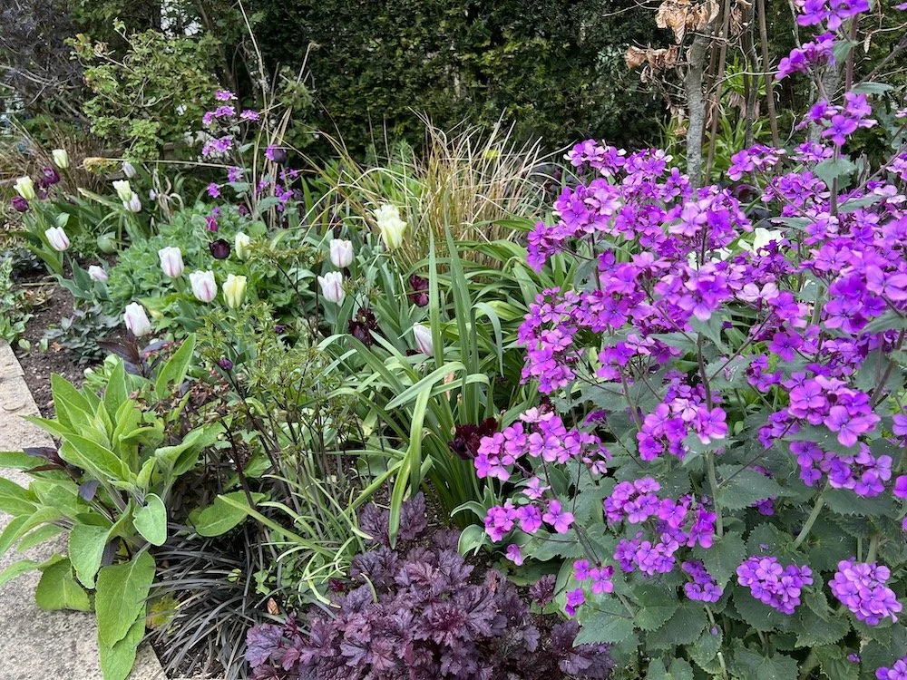 A stunning spring combination in The Coach House garden