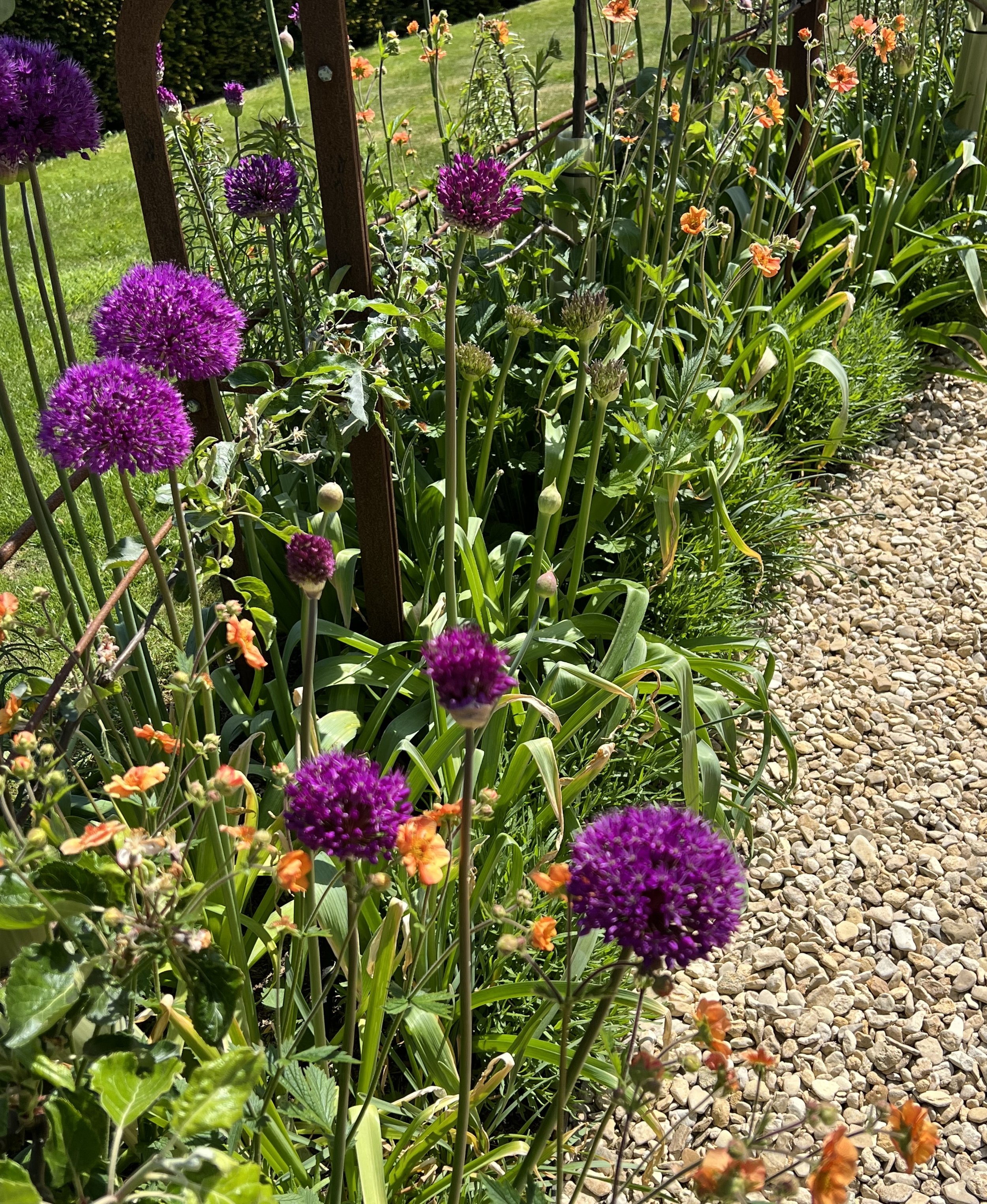 Alliums are set off by Geum ‘Totally Tangerine’
