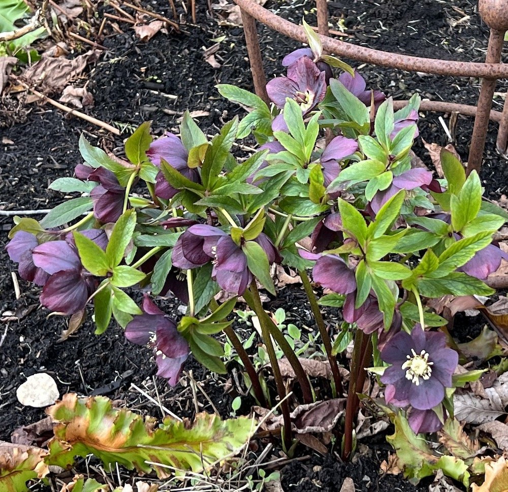 hellebores