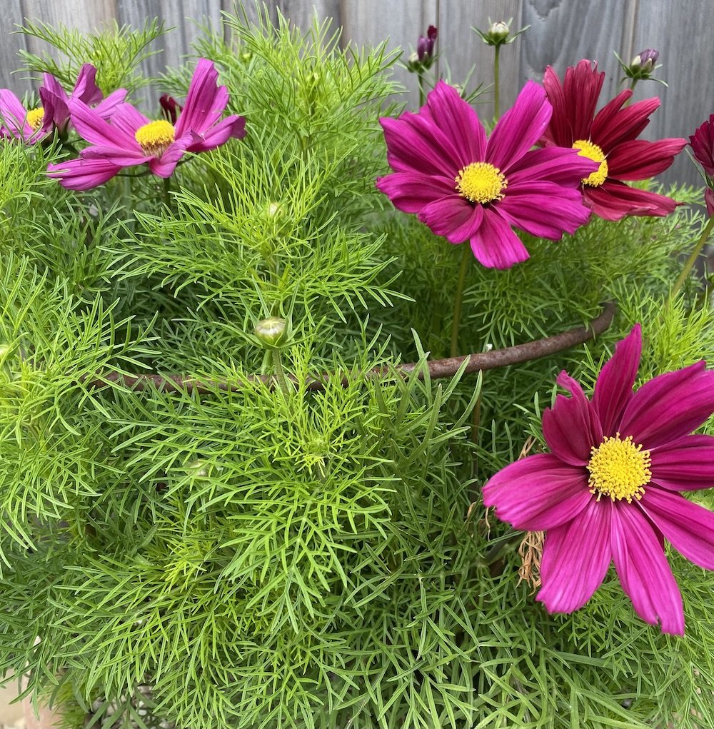 Cosmos, planted in a large pot, is held up with a medium semi-circular support